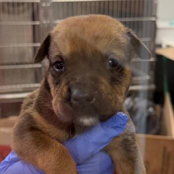 TX4167 Dean -  Terrier and Mixed Breed Dog for Adoption in Port Washington, New York - TX4167 Dean | PetCurious