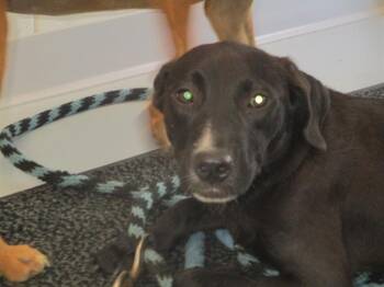 APRIL -  Labrador Retriever Dog for Adoption in Ocala, Florida - APRIL | PetCurious