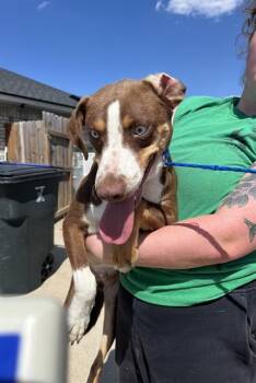 RADAR -  Border Collie and Mixed Breed Dog for Adoption in Killeen, Texas - RADAR | PetCurious