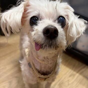Cackle 14656 -  Miniature Poodle Dog for Adoption in San Francisco, California - Cackle 14656 | PetCurious