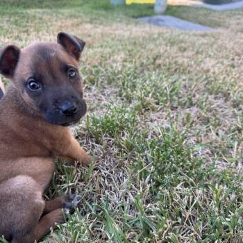 Rescue Belgian Shepherd Malinois and Mixed Breed Dogs for Adoption in San Antonio, Texas - Moose | PetCurious
