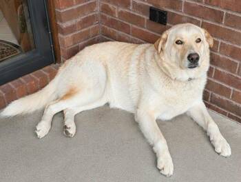 Anna -  Great Pyrenees and Anatolian Shepherd Dog for Adoption in Fort Payne, Alabama - Anna | PetCurious