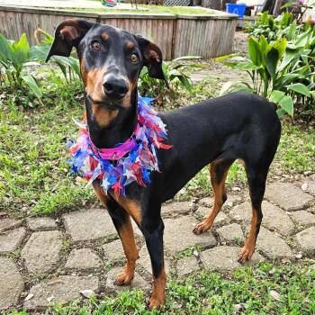 Doberman Pinscher Dogs Available for Adoption in Corpus Christi, Texas - Emmy | PetCurious