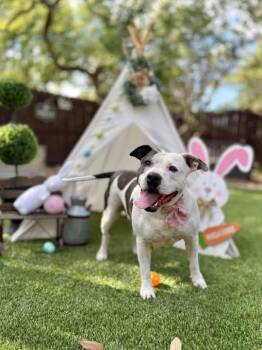Tonya -  American Staffordshire Terrier Dog for Adoption in San Antonio, Texas - Tonya | PetCurious