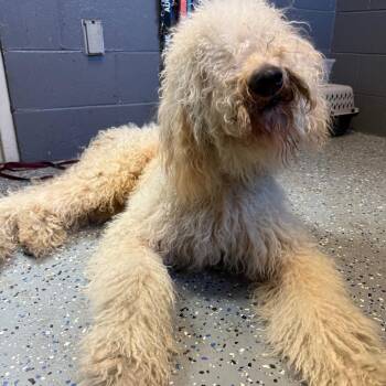 TUSC-Stray-85719 -  Poodle Dog for Adoption in Tuscaloosa, Alabama - TUSC-Stray-85719 | PetCurious
