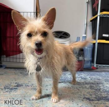 Khloe -  Yorkshire Terrier Dog for Adoption in Littleton, Colorado - Khloe | PetCurious