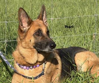 Pearl -  German Shepherd Dog Dog for Adoption in Thibodaux, Louisiana - Pearl | PetCurious