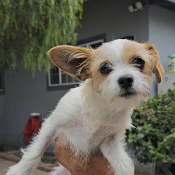 Yorkshire Terrier and Chihuahua Dogs Available for Adoption in Hawthorne, California - Tulip | PetCurious