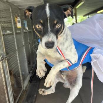 Chiqilingo -  Chihuahua and Mixed Breed Dog for Adoption in Edinburg, Texas - Chiqilingo | PetCurious