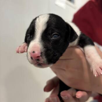 Gunner -  German Shorthaired Pointer and None Dog for Adoption in Tampa, Florida - Gunner | PetCurious