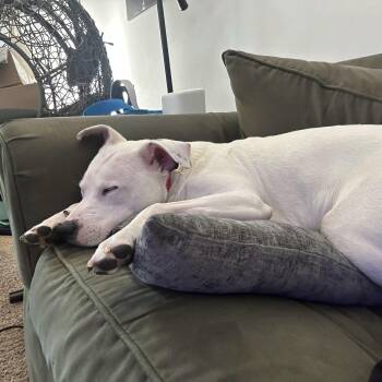 Pit Bull Terrier Dogs Available for Adoption in Brooklyn Center, Minnesota - Hazzard | PetCurious