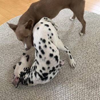 Toliver -  Dalmatian Dog for Adoption - Toliver | PetCurious