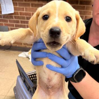 Labrador Retriever Dogs Available for Adoption in Birmingham, Alabama - Junior | PetCurious