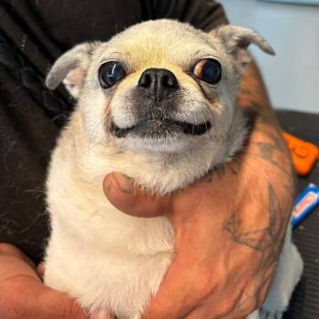 Mayonnaise -  Mixed Breed Dog for Adoption in Huntington, West Virginia - Mayonnaise | PetCurious