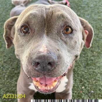 SUNDAY -  Mixed Breed Dog for Adoption in West Palm Beach, Florida - SUNDAY | PetCurious