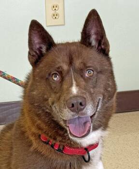 Rescue Husky Dogs for Adoption in Amery, Wisconsin - Mack | PetCurious