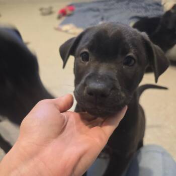 Black Labrador Retriever Dogs Available for Adoption - Happy | PetCurious