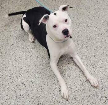 Pit Bull Terrier and Mixed Breed Dogs Available for Adoption in Kansas City, Missouri - Cookie | PetCurious