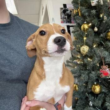 Rescue Labrador Retriever and Hound Dogs for Adoption in Parrish, Alabama - Roxy | PetCurious