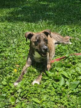 Mirabel -  Plott Hound Dog for Adoption in Columbia, Maryland - Mirabel | PetCurious