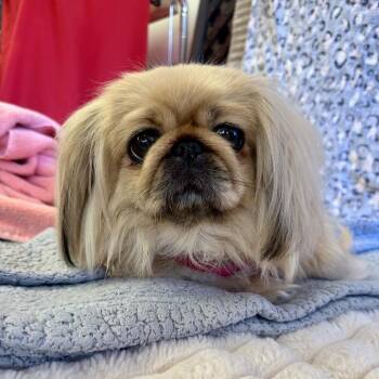Chenille 14410 -  Pekingese Dog for Adoption in San Francisco, California - Chenille 14410 | PetCurious