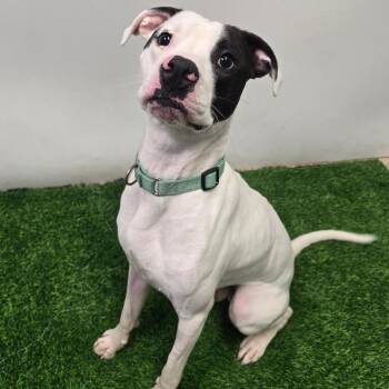 Gatto -  Pit Bull Terrier Dog for Adoption in Columbia, Missouri - Gatto | PetCurious