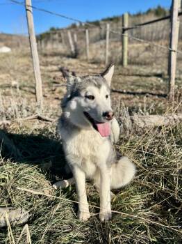 Rescue Husky Dogs for Adoption in Thayne, Wyoming - Nymeria | PetCurious