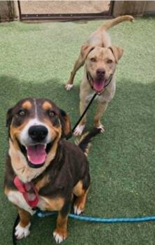 Shepherd Dogs Available for Adoption in Sedalia, Colorado - Larry | PetCurious