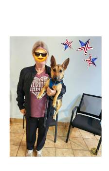 Bella is a MINI Dog -  Corgi and German Shepherd Dog Dog for Adoption in Lake Geneva, Wisconsin - Bella Is A MINI Dog | PetCurious