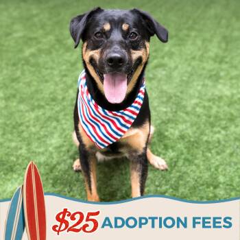 Zelda -  German Shepherd Dog and Rottweiler Dog for Adoption in Burlingame, California - Zelda | PetCurious
