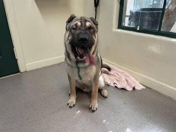 Rescue Shar Pei Dogs for Adoption in Pasadena, California - CHAPING | PetCurious