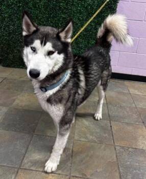 Rescue Husky and Mixed Breed Dogs for Adoption in El Paso, Texas - ARTURO | PetCurious