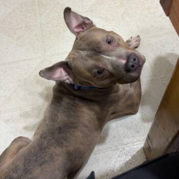 Dogtor Suess -  Mixed Breed Dog for Adoption in Zimmerman, Minnesota - Dogtor Suess | PetCurious