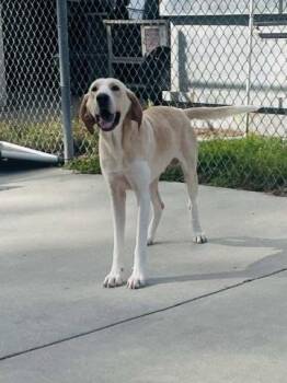 Rescue American Foxhound Dogs for Adoption in Ashland, Virginia - Bronco | PetCurious