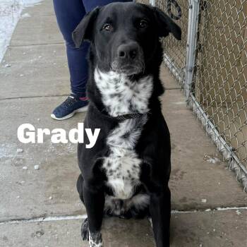 Mixed Breed Dogs Available for Adoption - Grady 260039 | PetCurious
