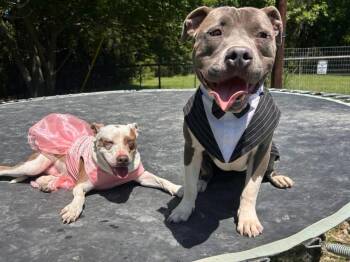 Carter GDP -  Pit Bull Terrier Dog for Adoption in Dallas, Texas - Carter GDP | PetCurious