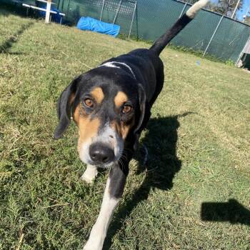 Chubby -  Treeing Walker Coonhound and Coonhound Dog for Adoption in Jacksboro, Tennessee - Chubby | PetCurious