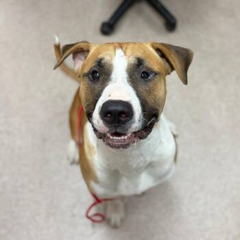 Bulls Eye -  Mixed Breed Dog for Adoption in Ardmore, Oklahoma - Bulls Eye | PetCurious