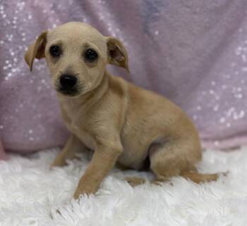 Louise -  Chiweenie Dog for Adoption in Cedarburg, Wisconsin - Louise | PetCurious