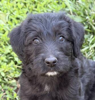 Poodle and Mixed Breed Dogs Available for Adoption in Georgetown, Kentucky - Dottie | PetCurious