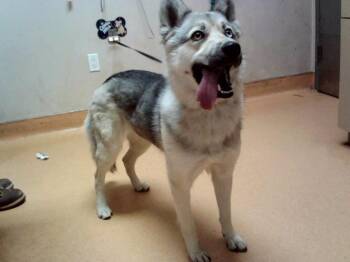 KLONDIKE -  Siberian Husky Dog for Adoption in Martinez, California - KLONDIKE | PetCurious