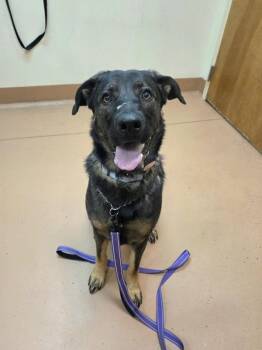 Toffee -  German Shepherd Dog and Labrador Retriever Dog for Adoption in Kennewick, Washington - Toffee | PetCurious
