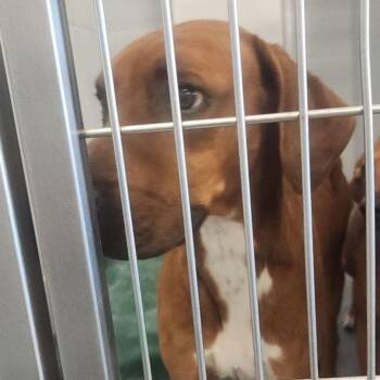 Mister -  Hound Dog for Adoption in Kingman, Arizona - Mister | PetCurious