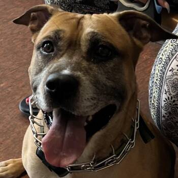 Stone -  Boxer and Pit Bull Terrier Dog for Adoption in East St. Louis, Illinois - Stone | PetCurious