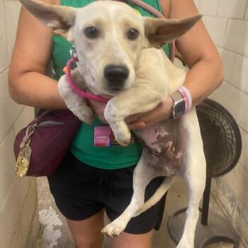 Viking -  Mixed Breed and Beagle Dog for Adoption in Huntington, West Virginia - Viking | PetCurious