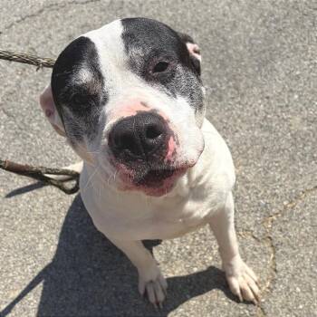 Mixed Breed Dogs Available for Adoption in Chattanooga, Tennessee - Jethro | PetCurious