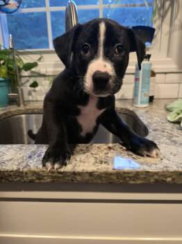 CHEVY -  Mixed Breed Dog for Adoption in Holbrook, New York - CHEVY | PetCurious
