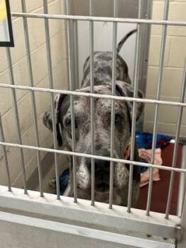 Rockie -  Great Dane and Mixed Breed Dog for Adoption in Fishers, Indiana - Rockie | PetCurious