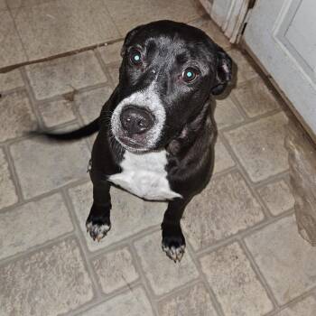 Mixed Breed Dogs Available for Adoption - Lilly | PetCurious