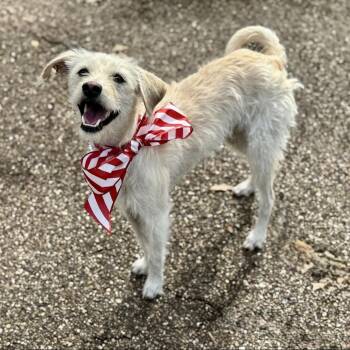 Rescue Poodle and Mixed Breed Dogs for Adoption in Wadena, Minnesota - Lucy Lou | PetCurious